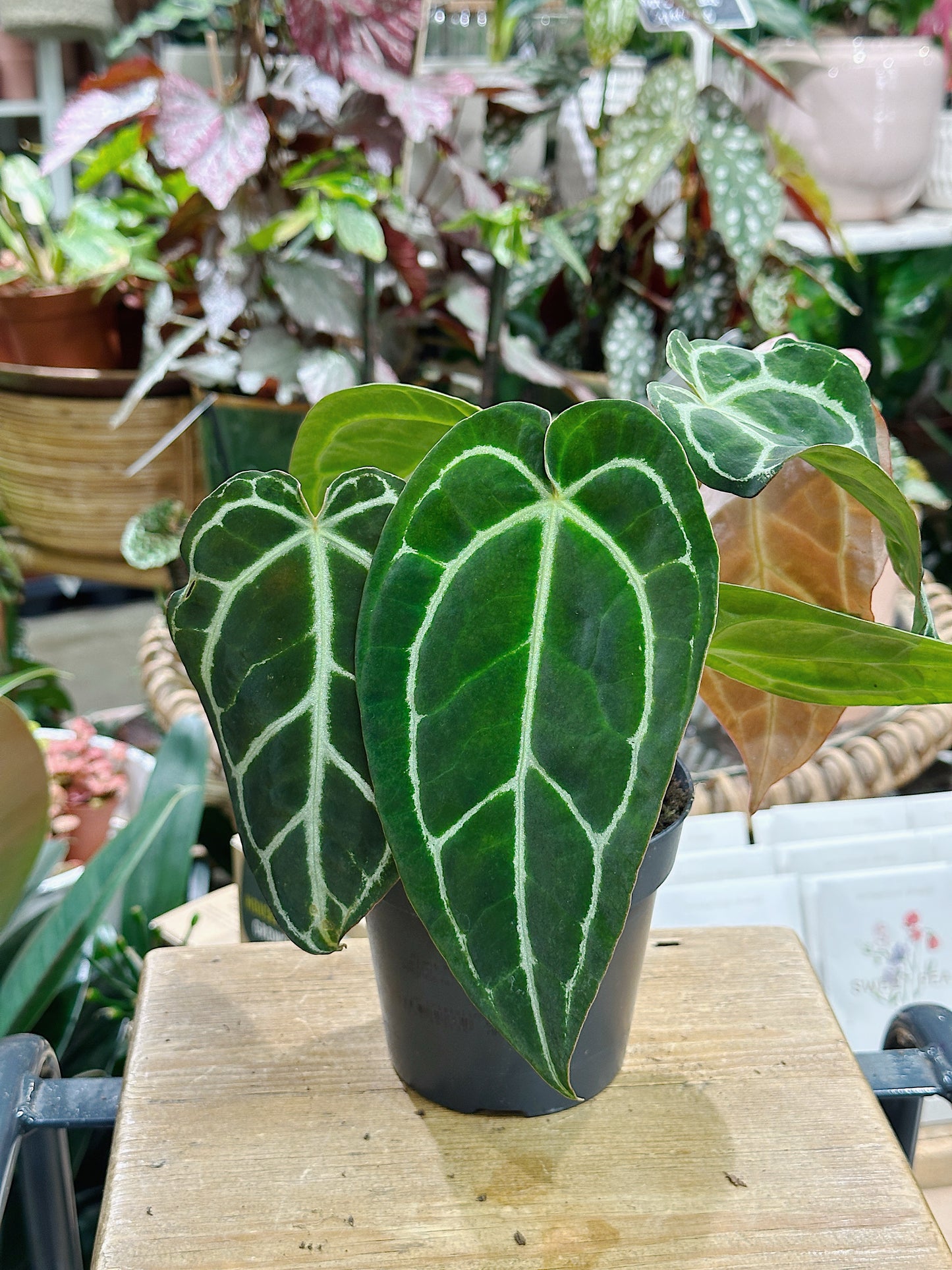 Anthurium Crystallinum | Crystal Anthurium