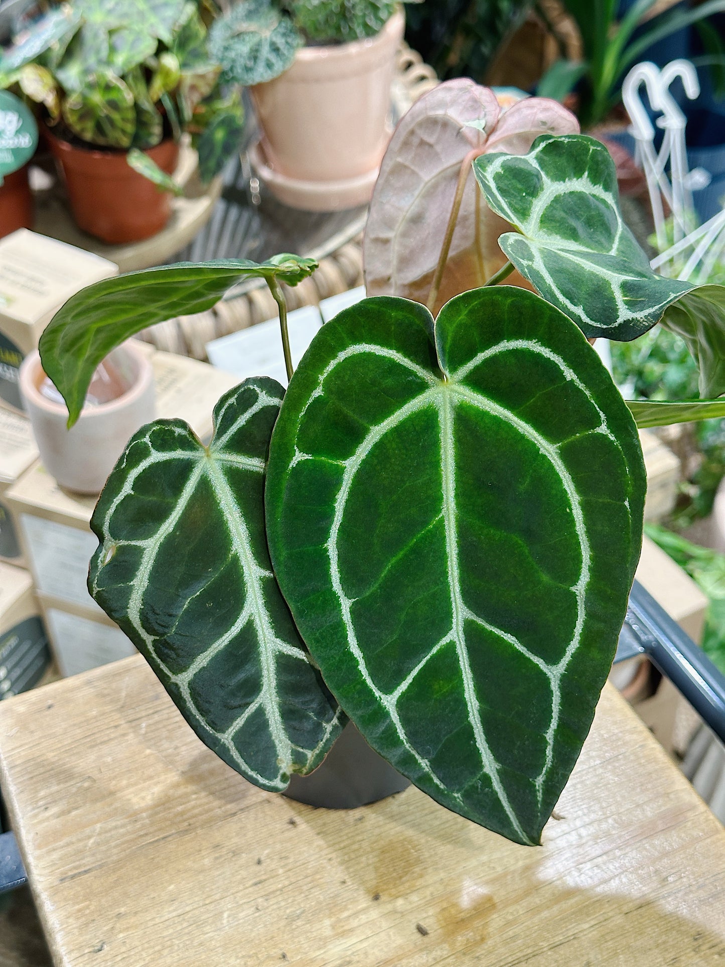 Anthurium Crystallinum | Crystal Anthurium