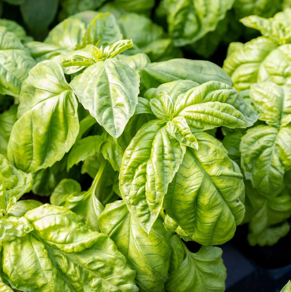Basil Bolloso Napoletano Seeds