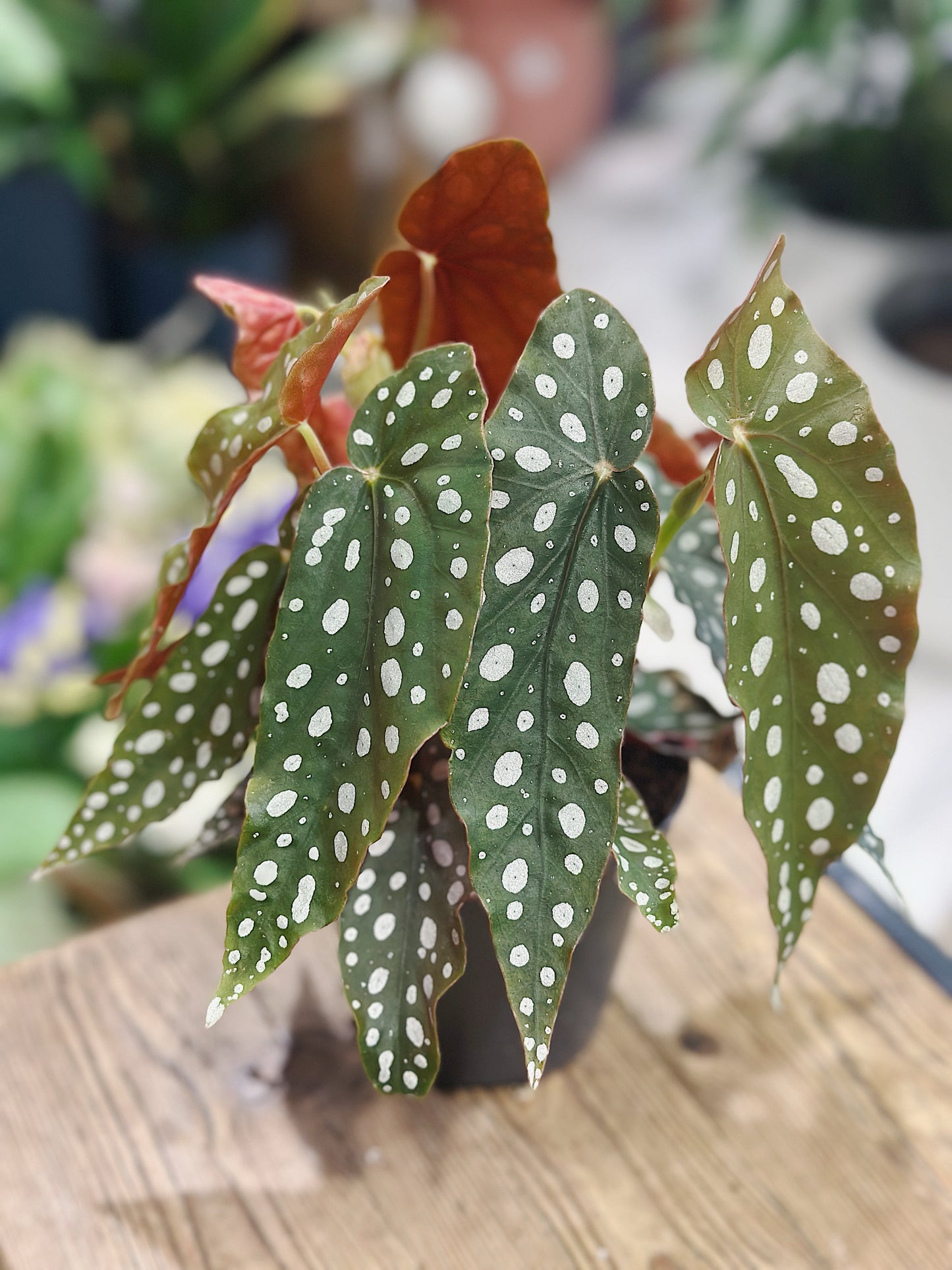 Begonia maculata | Polka Dot Begonia