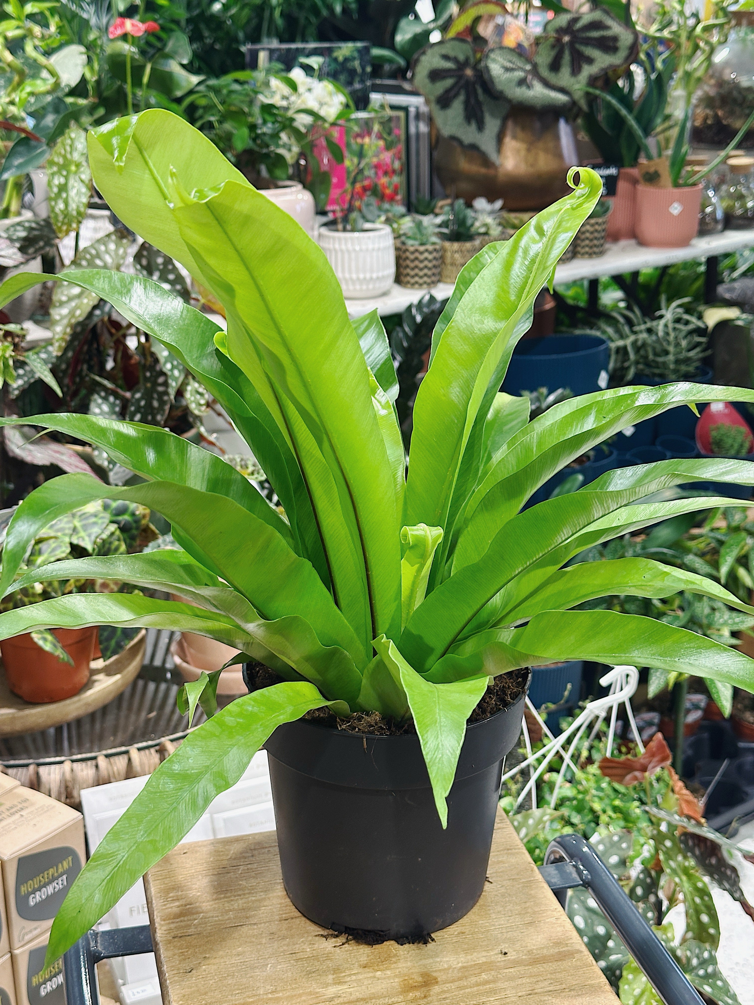 asplenium antiquum bird's nest fern Asplenium Antiquum