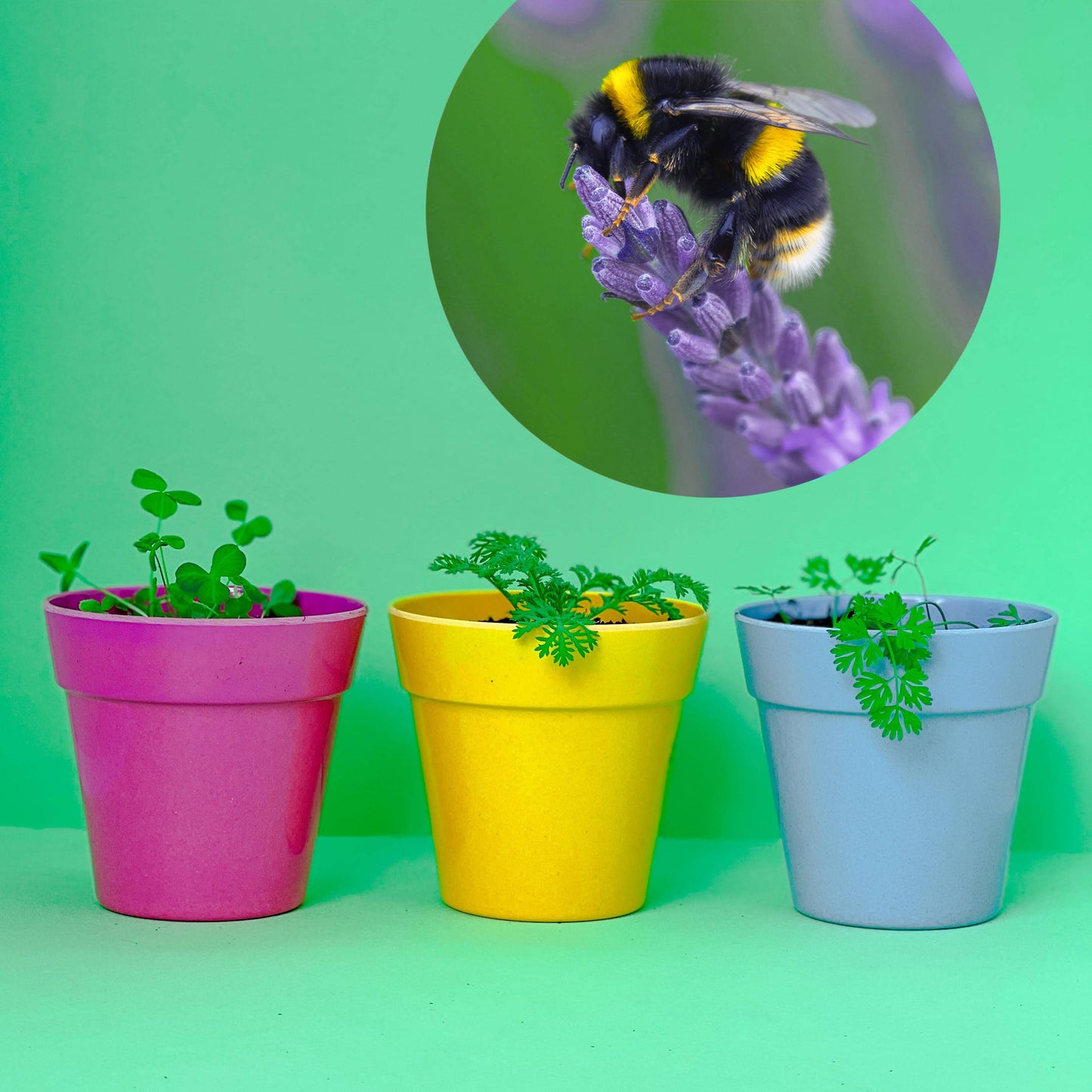 Bee Mix Seedball Tin