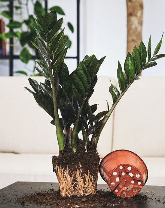 Spring Houseplant Repotting Day Saturday 20th April 2024