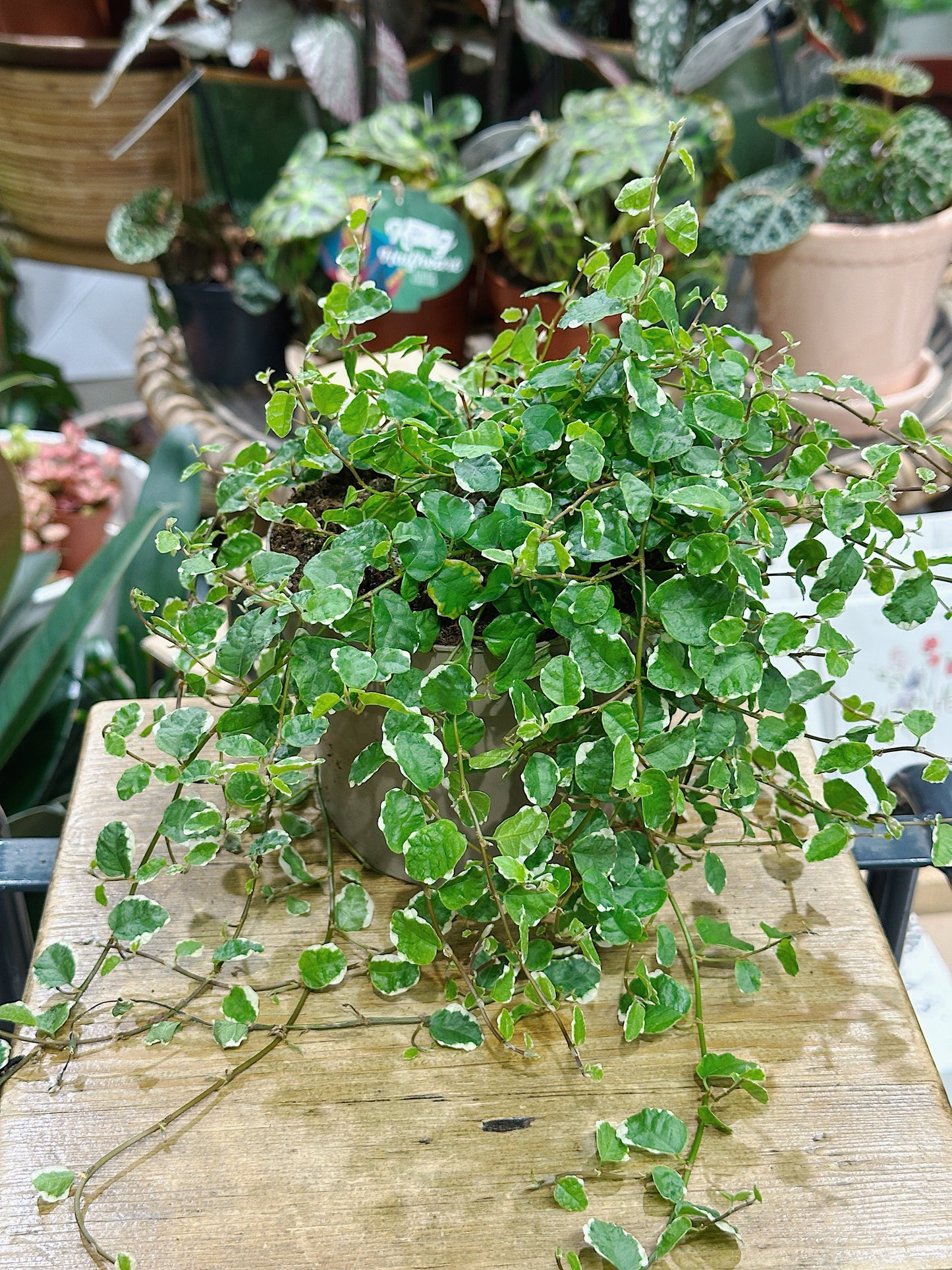 Ficus Pumila White Sunny | Climbing Fig