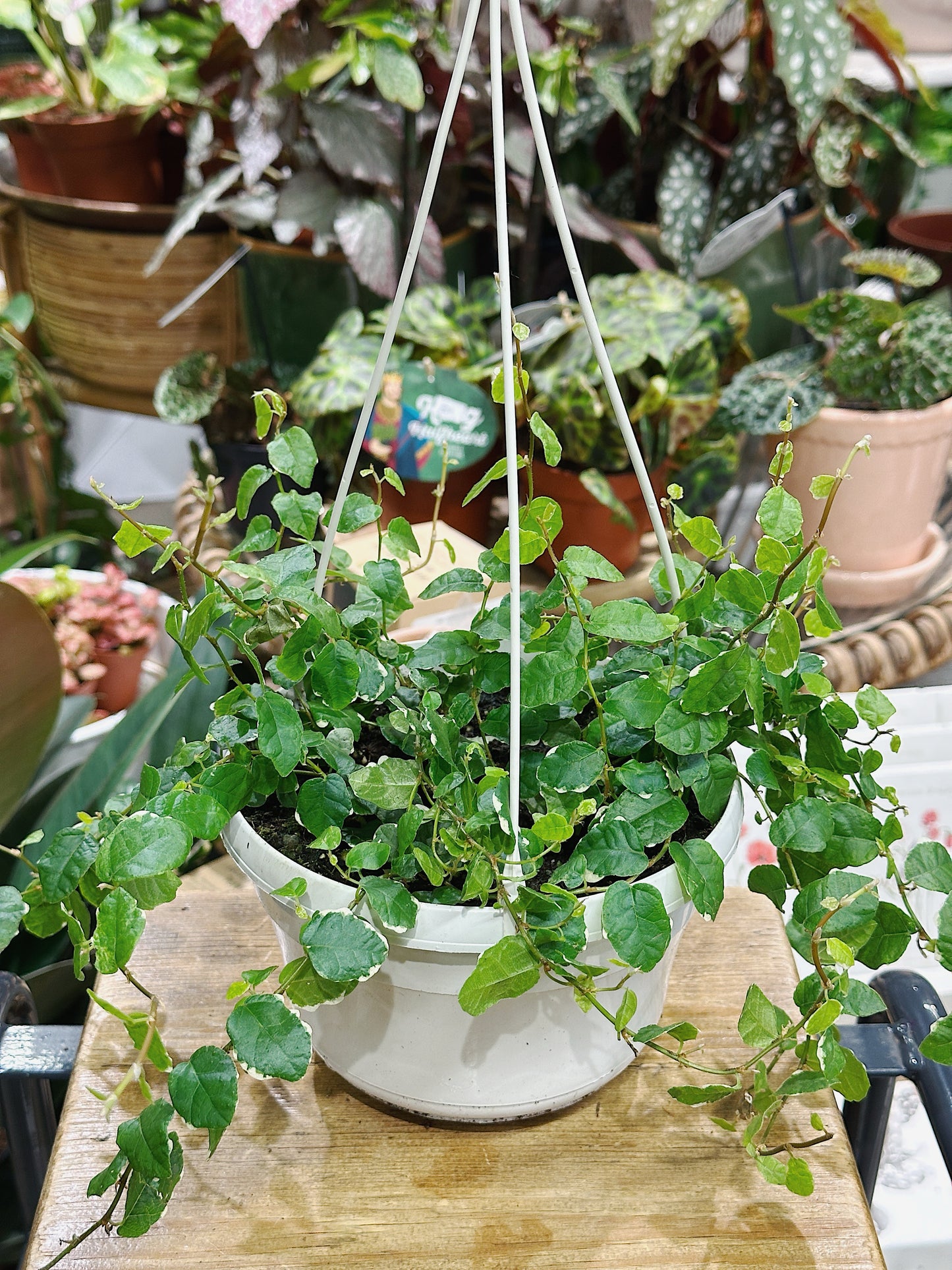 Ficus Pumila White Sunny | Climbing Fig