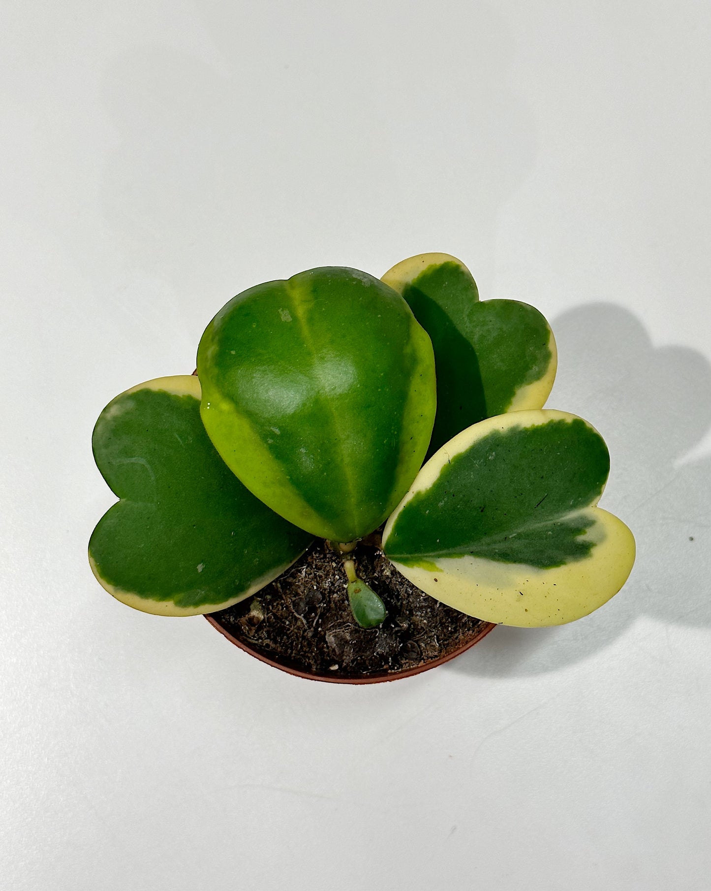 Lucky Heart Vine (Hoya kerrii) Variegated.