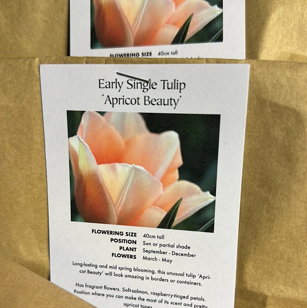 Tulip Apricot Beauty