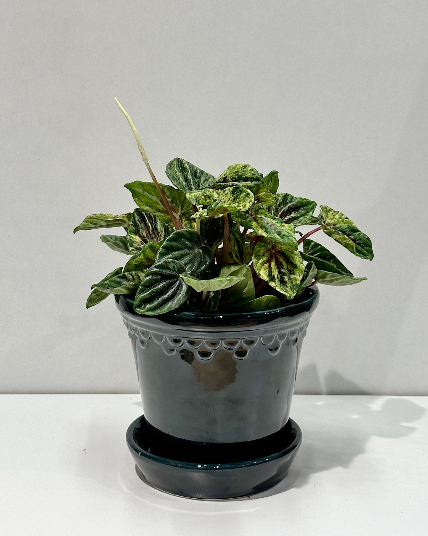 Peperomia cap Buenos Aires