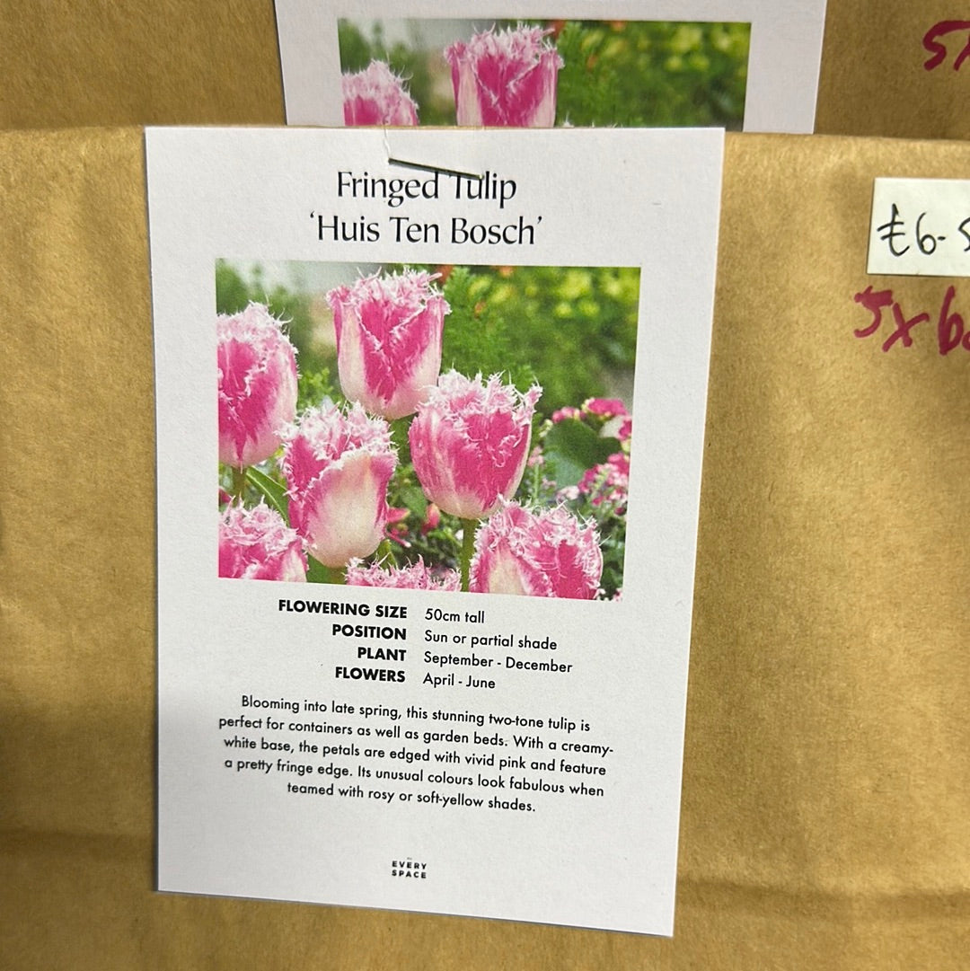 Fringed Tulip Huis Ten Bosch