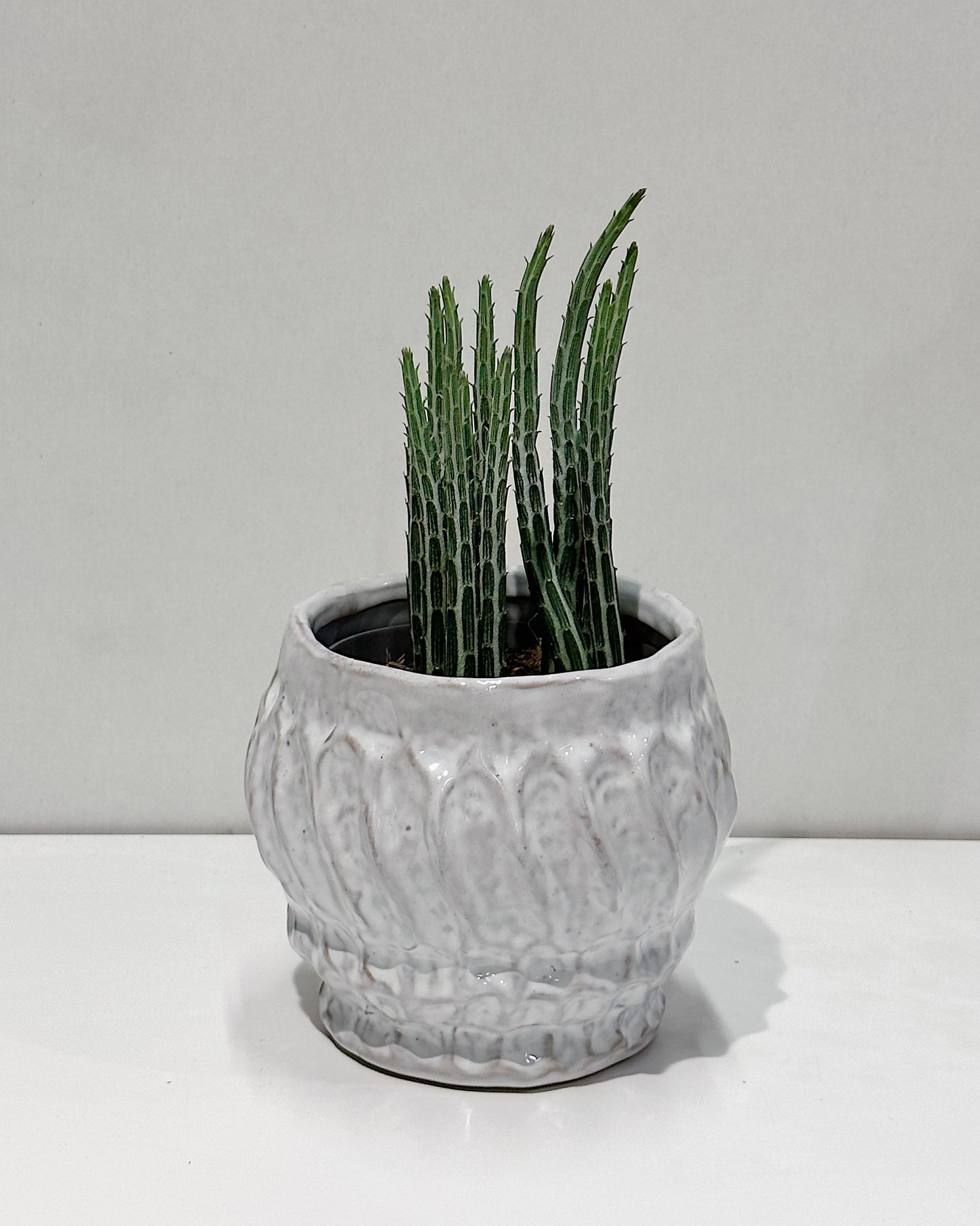 Pickle plant (Senecio stapeliaeformis)