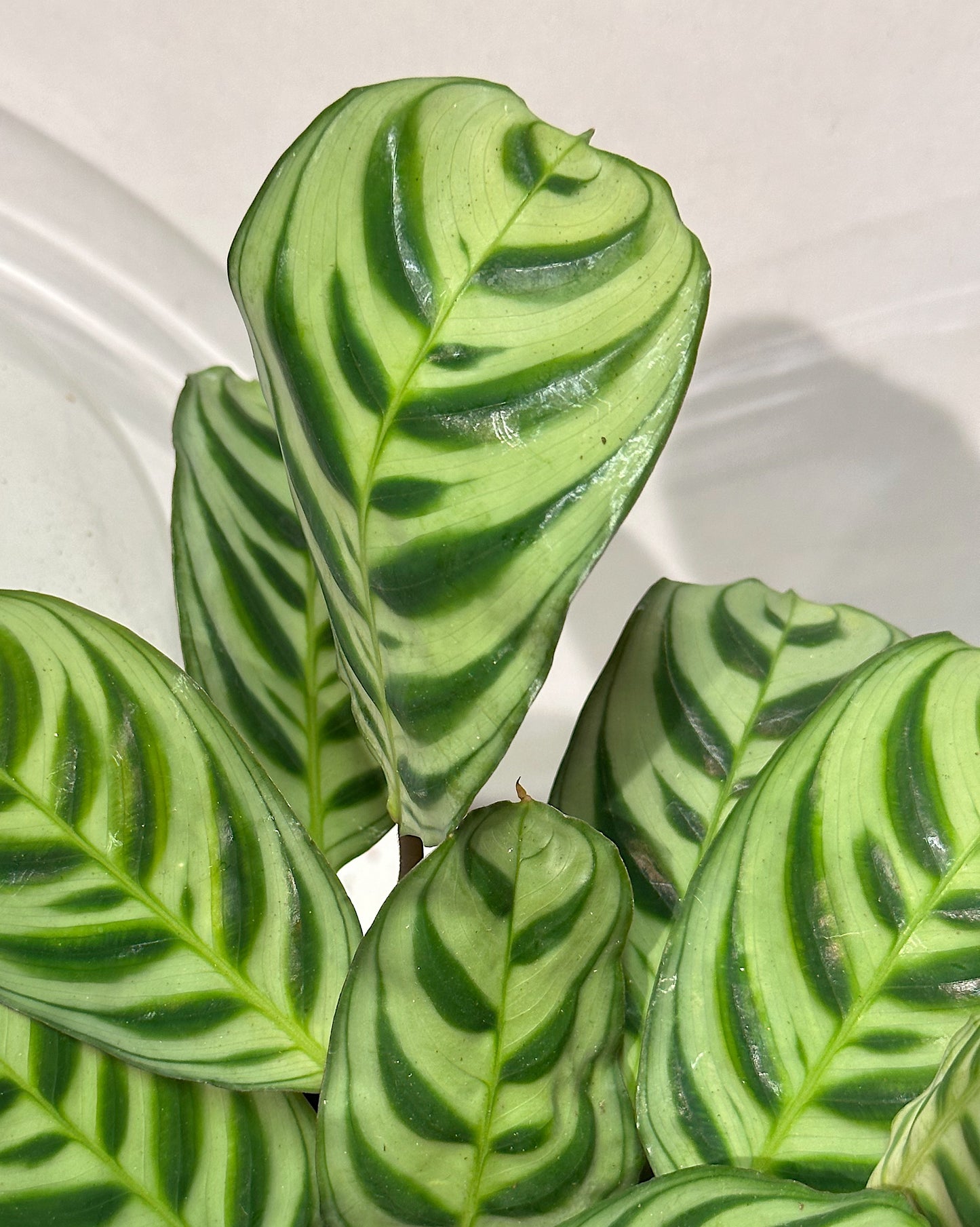 Never Never Plant (Ctenanthe burle-marxii)