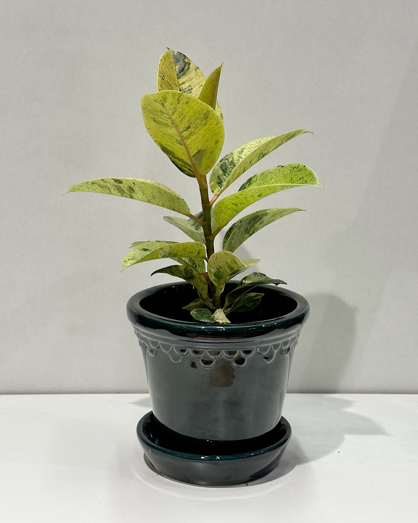Moonshine ficus (Ficus el Shivereana)