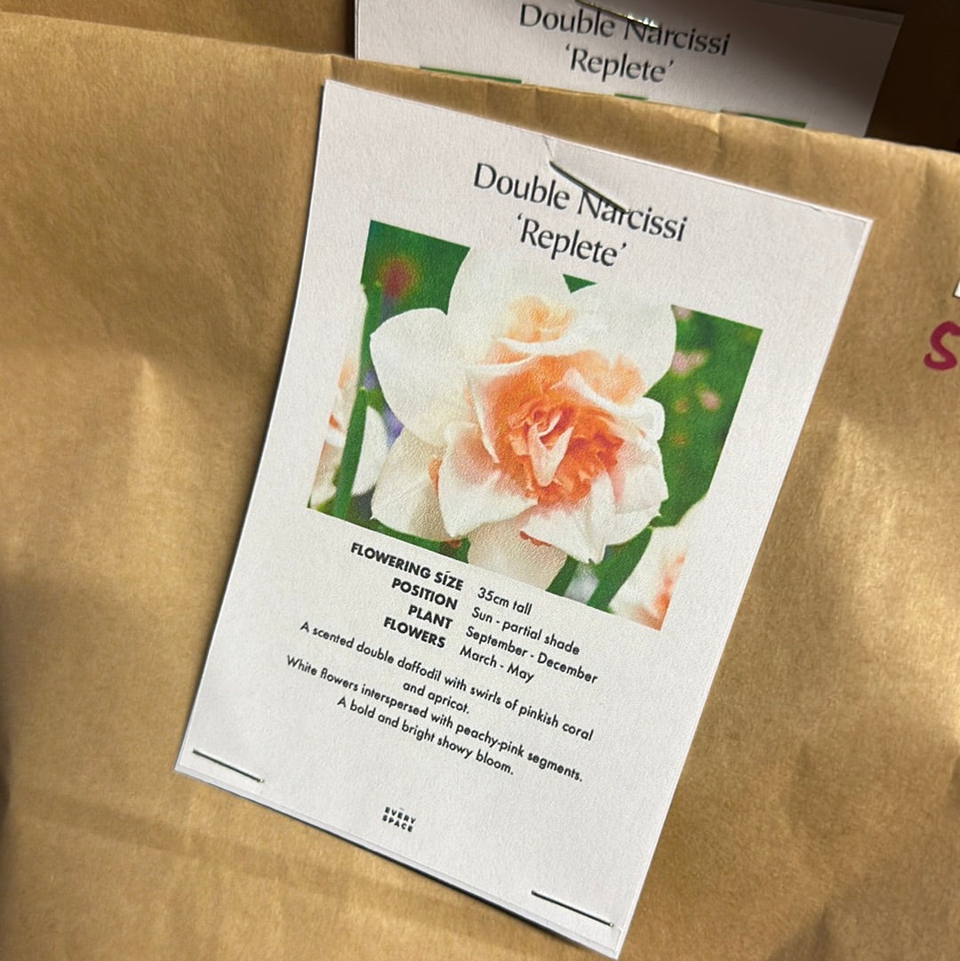 Double Daffodil Replete