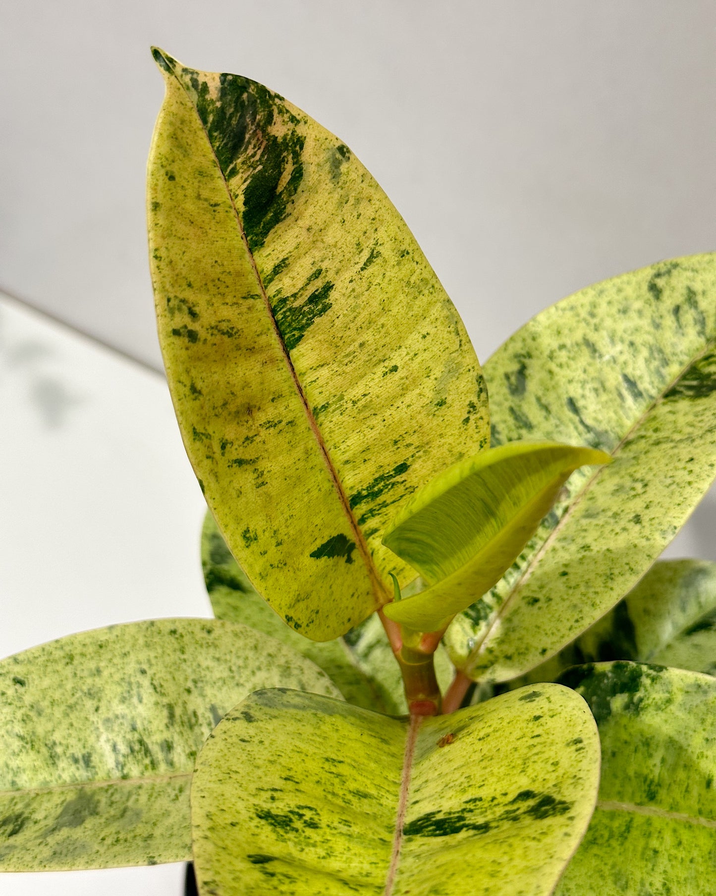 Moonshine ficus (Ficus el Shivereana)