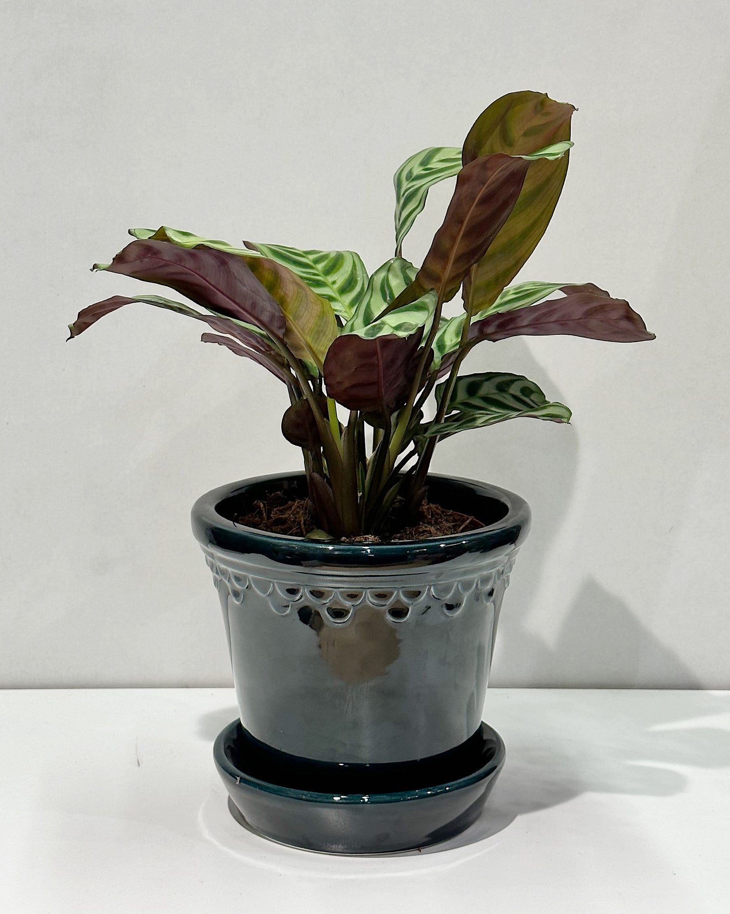 Never Never Plant (Ctenanthe burle-marxii)