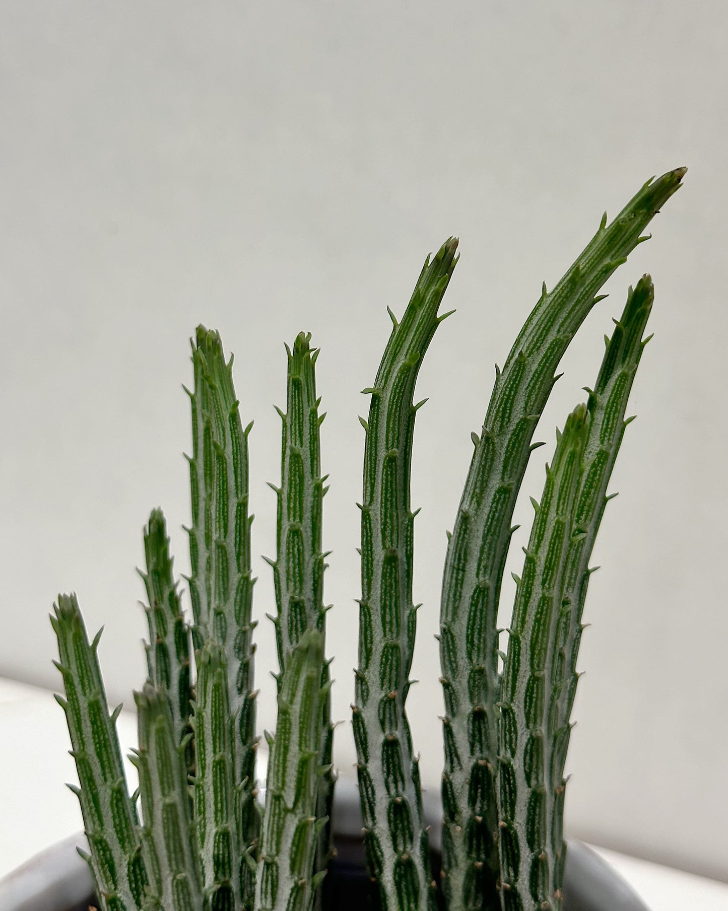 Pickle plant (Senecio stapeliaeformis)