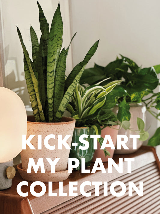Kick-Start My Plant Collection Subscription