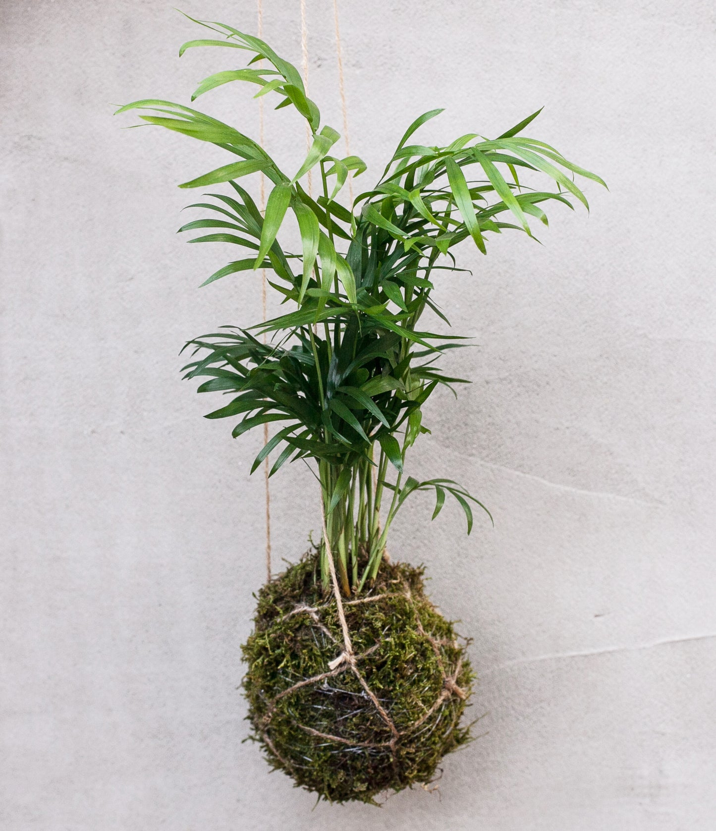 Kokedama Making Workshop Tuesday 14th May 2024