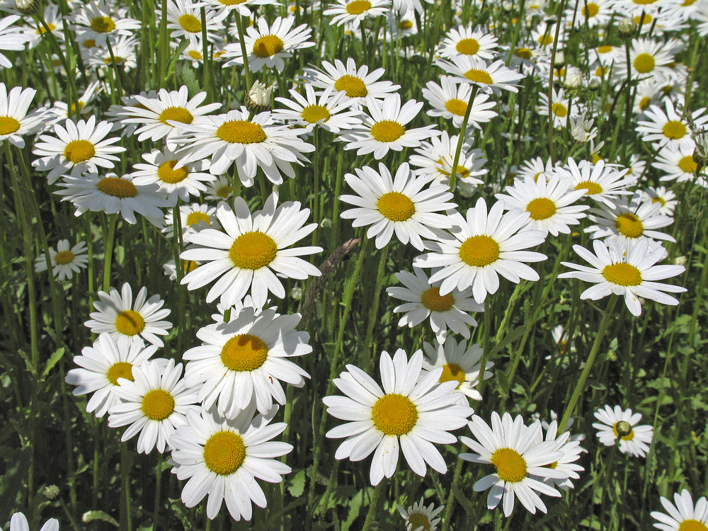 Shade Mix Seed Tin