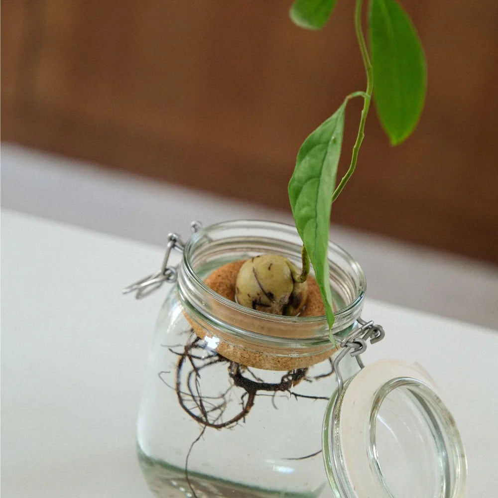 Avocado Float x Justine Jossart
