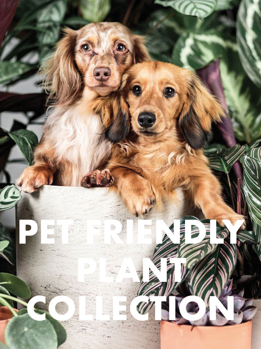 Pet Friendly Houseplant Subscription