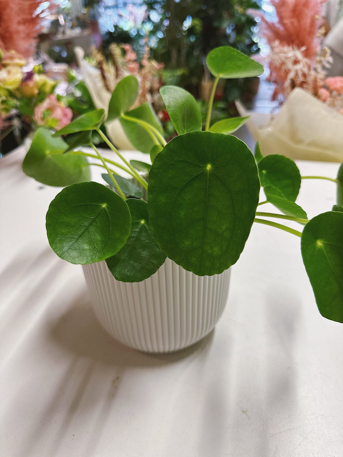 Pilea peperomioides