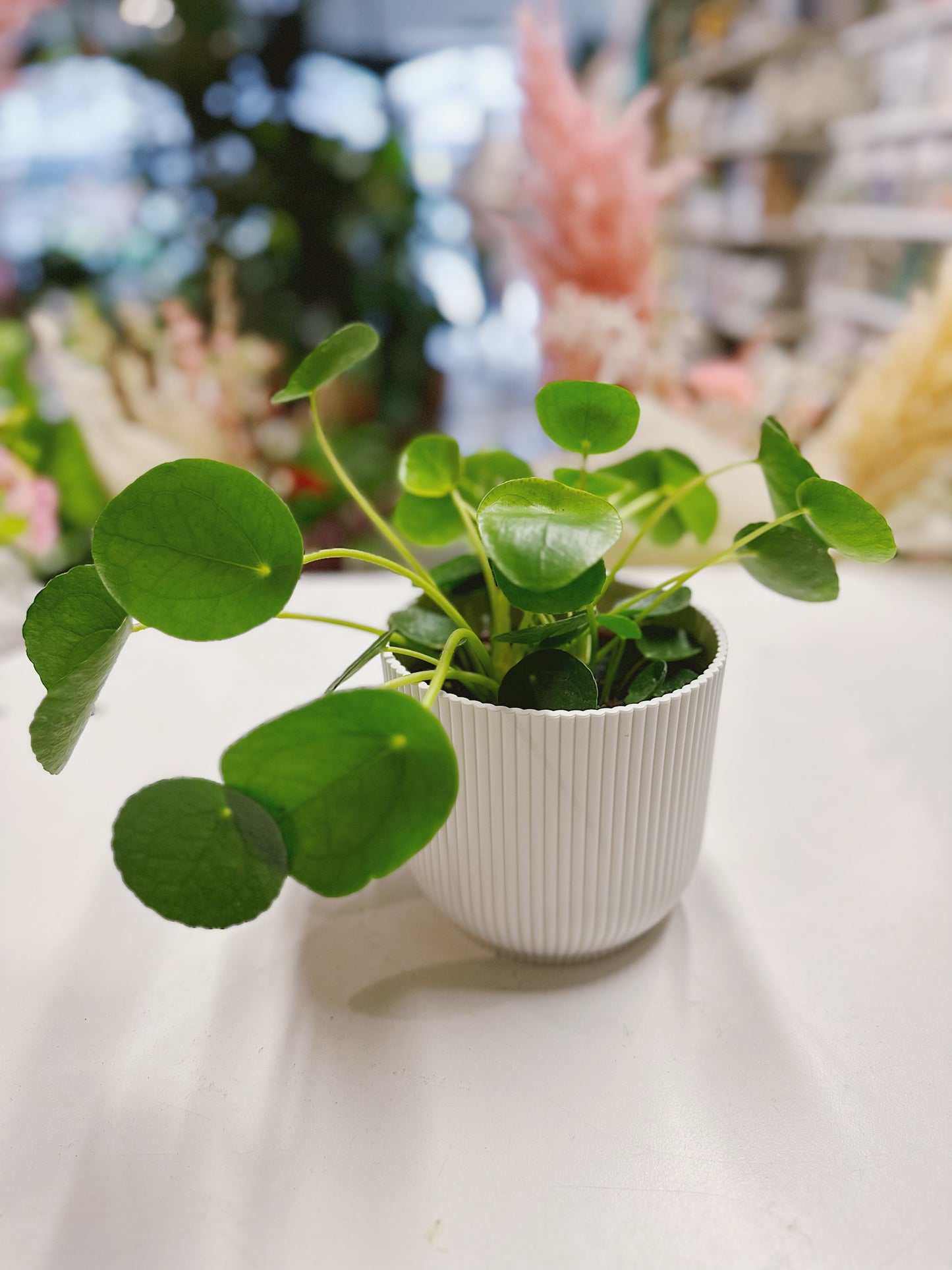 Pilea peperomioides