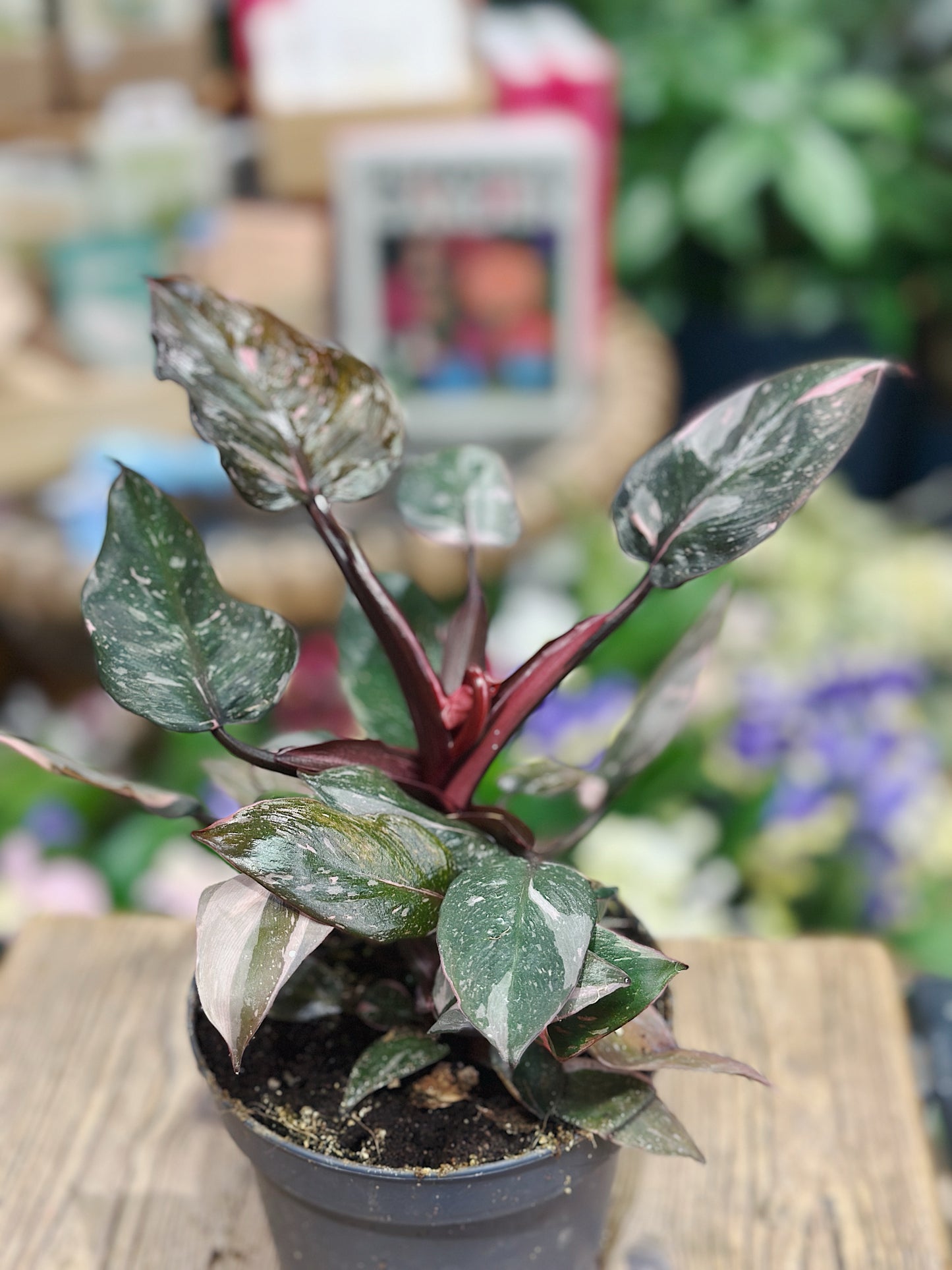 Philodendron erubescens Pink Princess 'Marble'