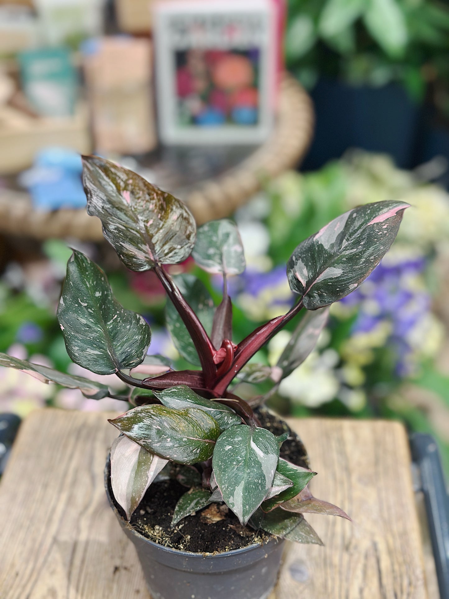 Philodendron erubescens Pink Princess 'Marble'
