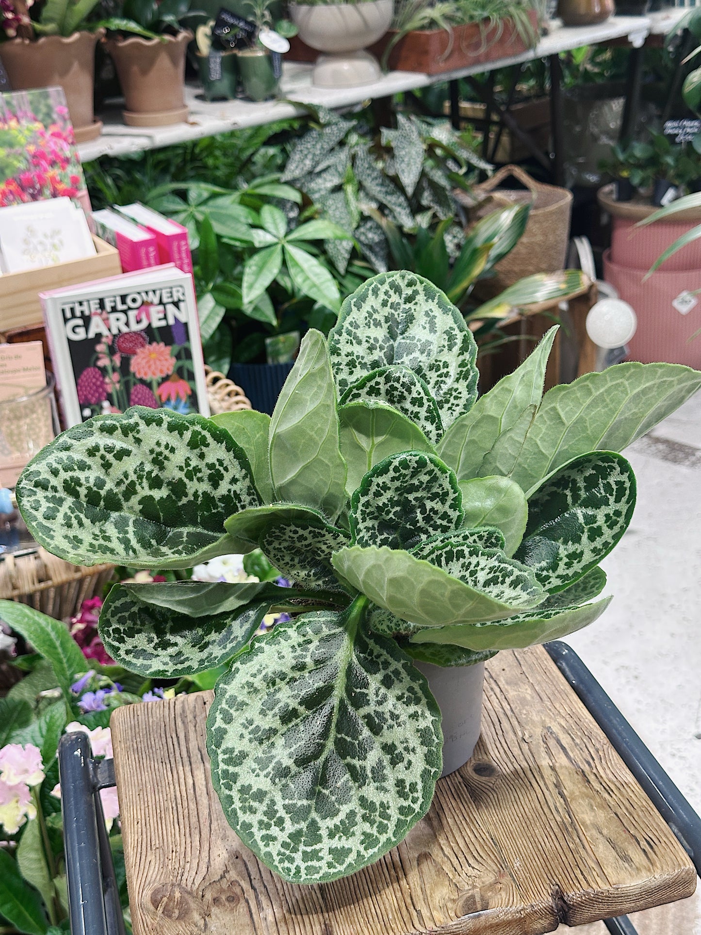 Streptocarpus 'Pretty Turtle' | False African Violet