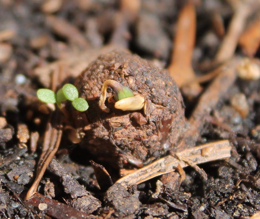 Plantlife Mix Seedballs