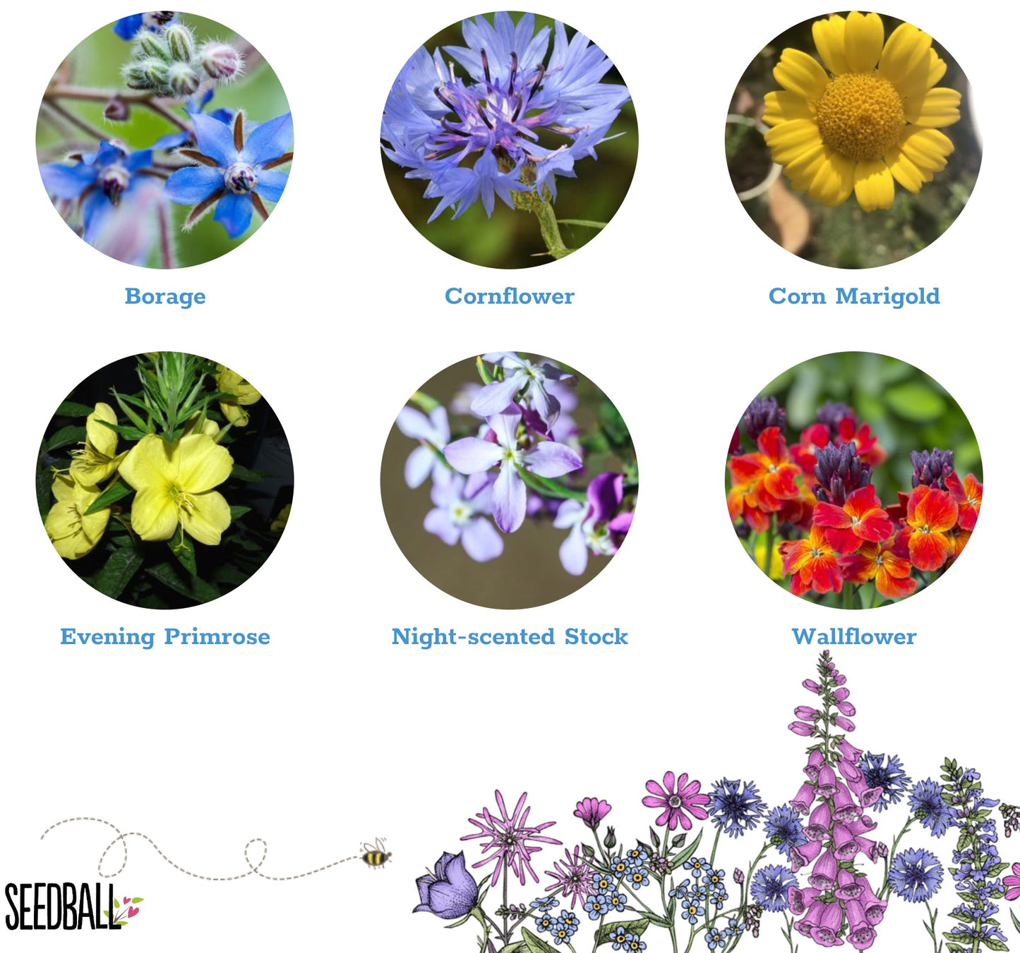 The Every Space Bat Mix Seed tin of 30 wildflower seeds by Seedball