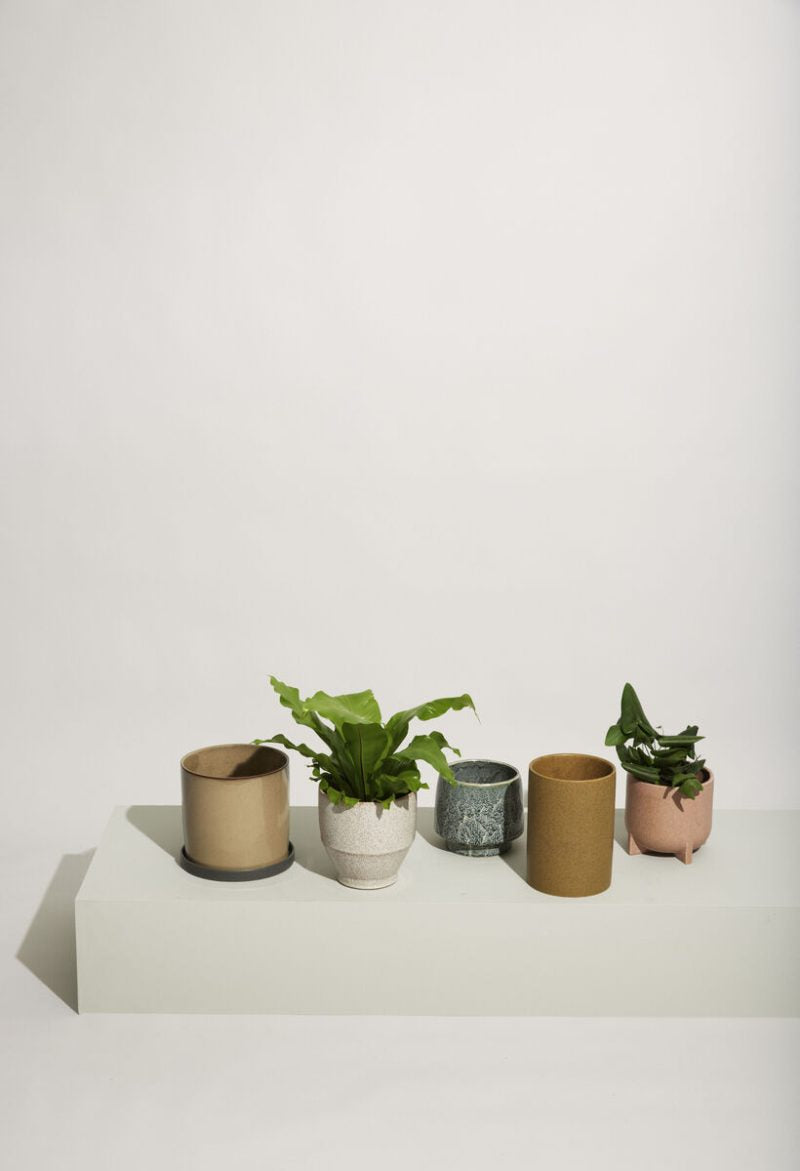 Rose-coloured ceramic plant pots. Perfect for kitchen herbs, try two of them side by side for impact or as part of a still life of all your ceramics.