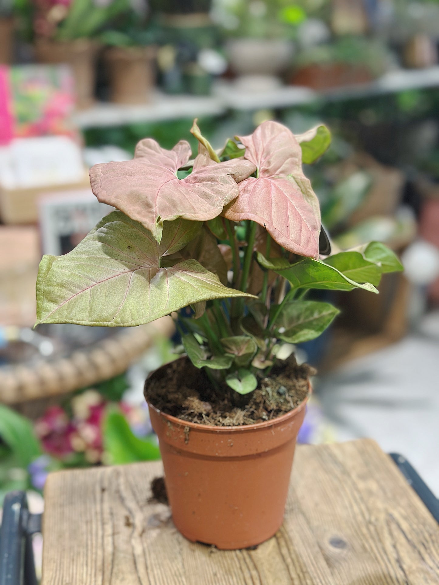 Syngonium 'Neon' | Arrowhead Vine