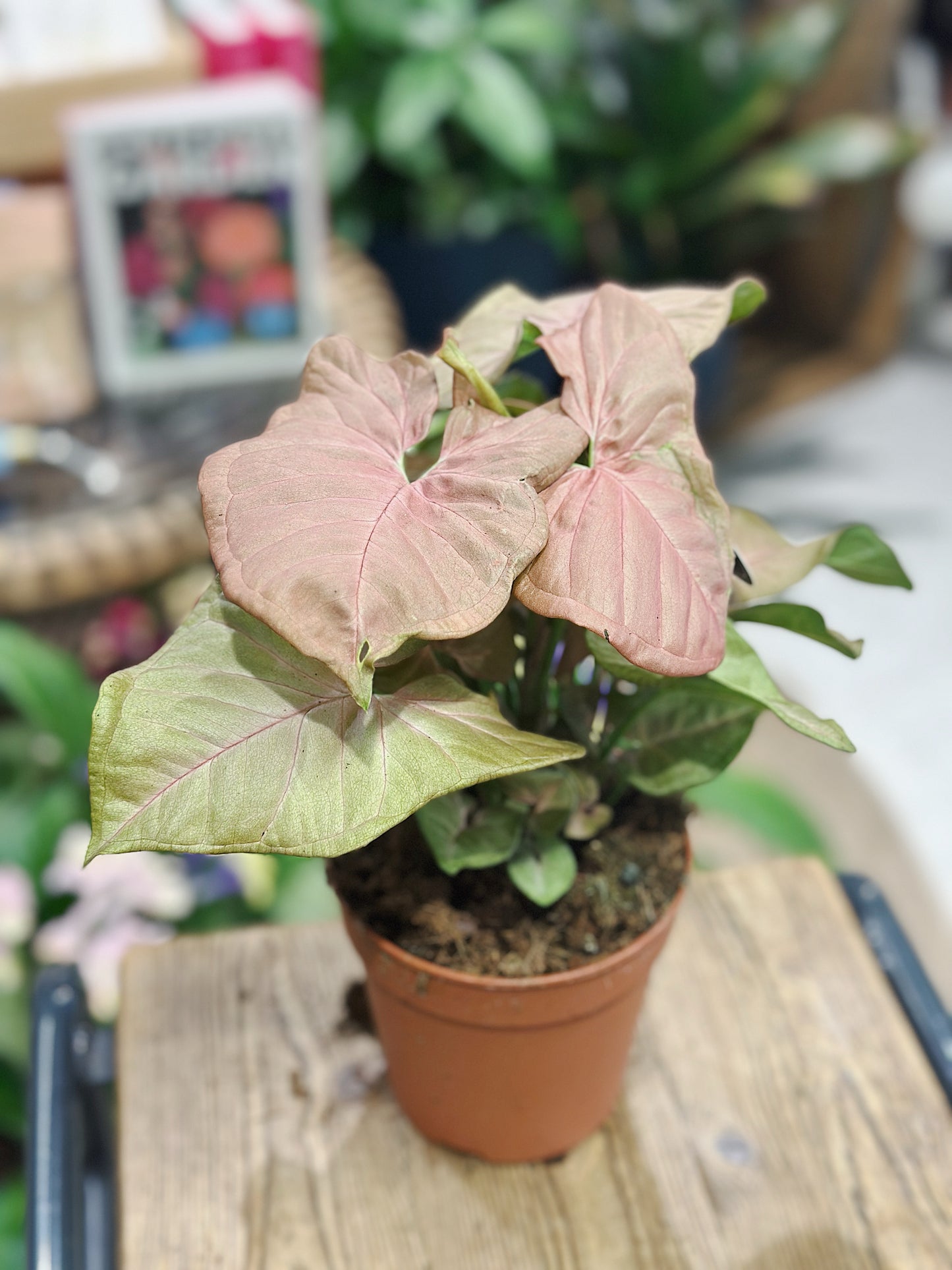 Syngonium 'Neon' | Arrowhead Vine