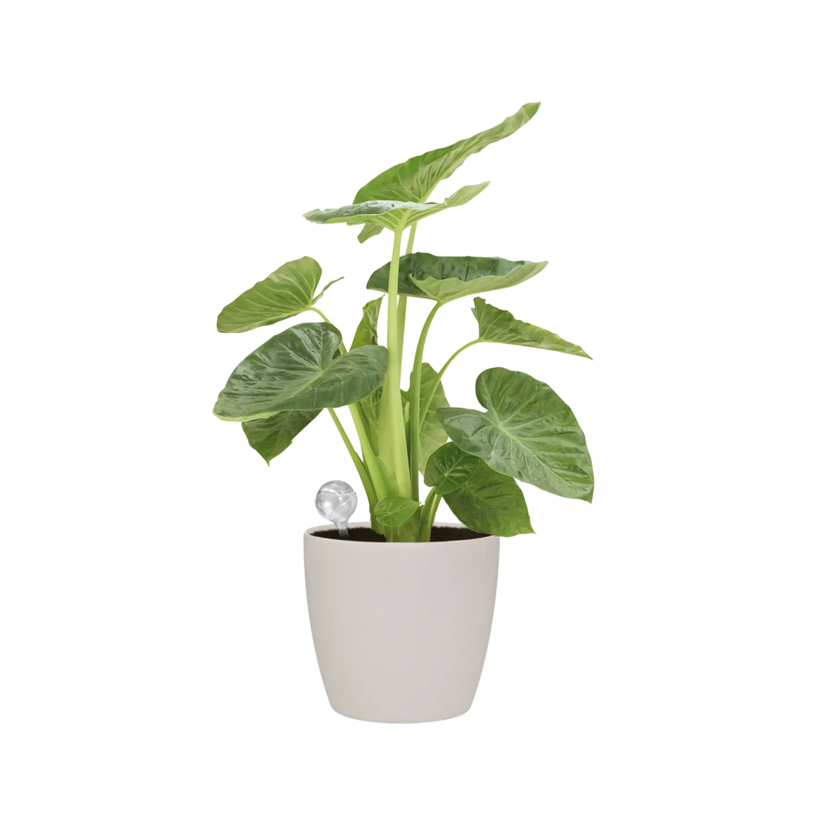 The Every Space set of 2 Aqua Care Self-Waterers in recycled plastic by Elho