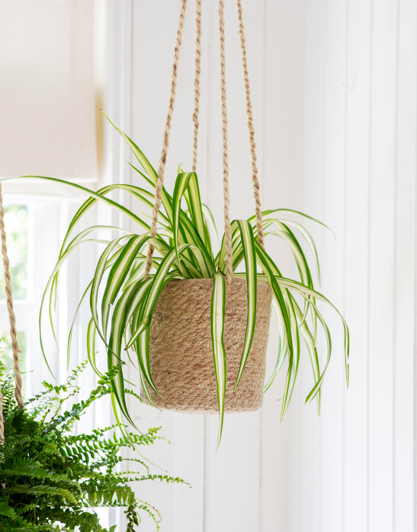 Hanging Woven Plant Pot | Ø16.5cm