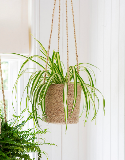 Hanging Woven Plant Pot | Ø16.5cm