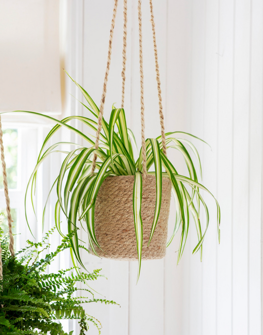 Hanging Woven Plant Pot