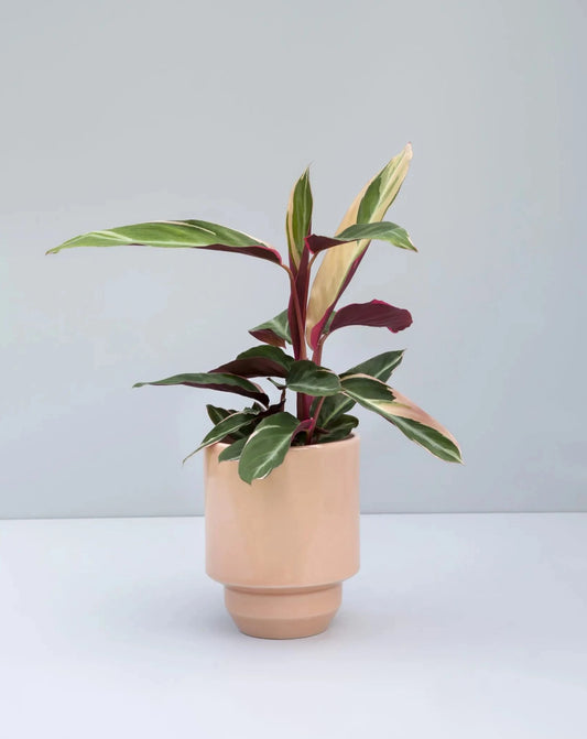 The inspiration of the timeless glazing palette of the Glazed Hoff Pot is rooted in Scandinavia. Hoff Glazed Quartz Rose Indoor Pot Ø14 cm