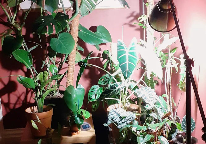 Choosing Grow Lights