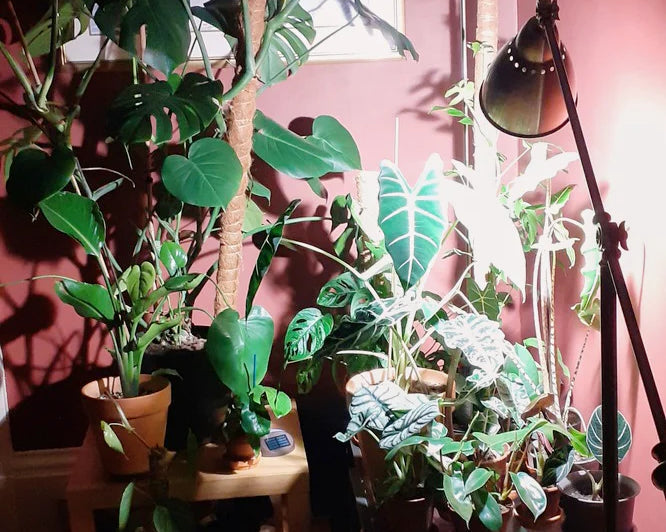 Choosing Grow Lights