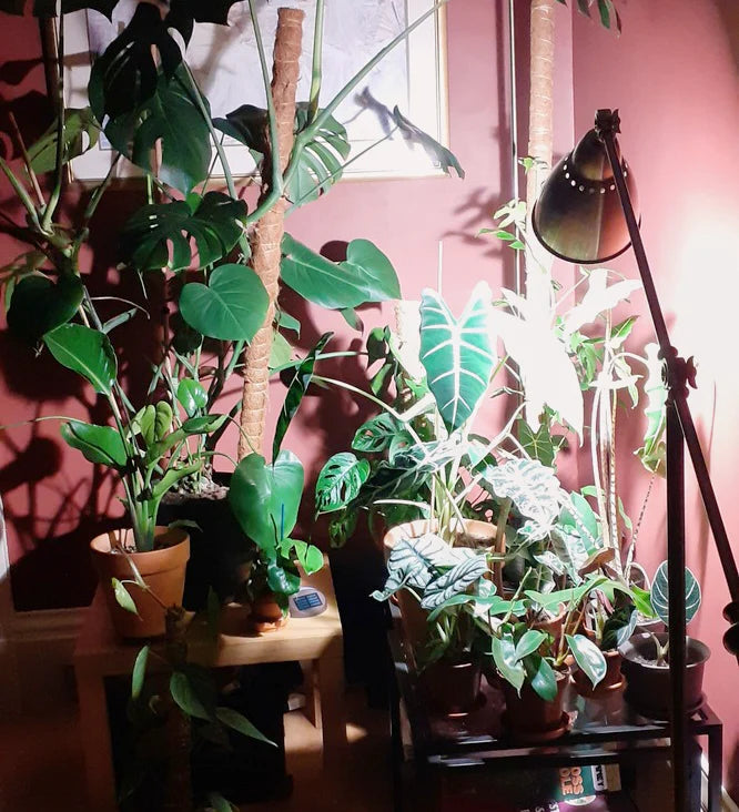 Choosing Grow Lights