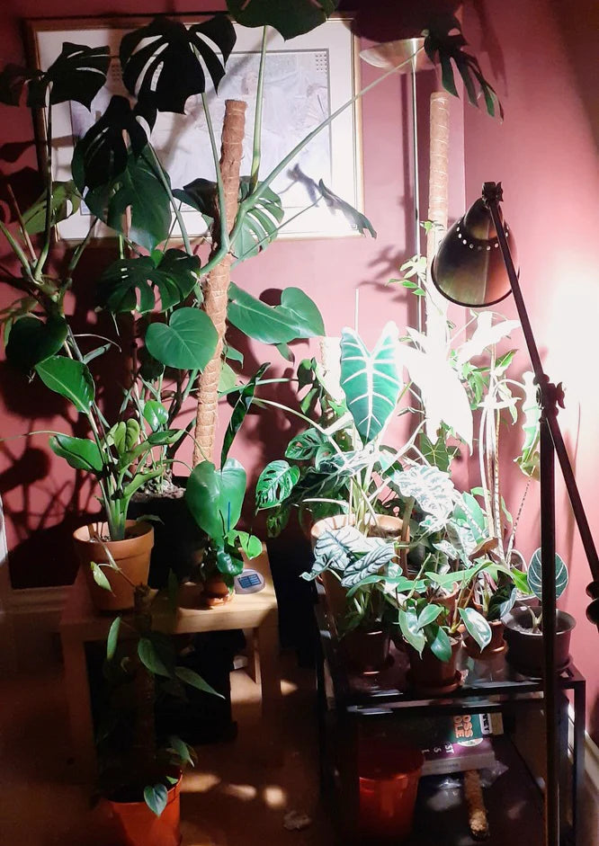 Choosing Grow Lights