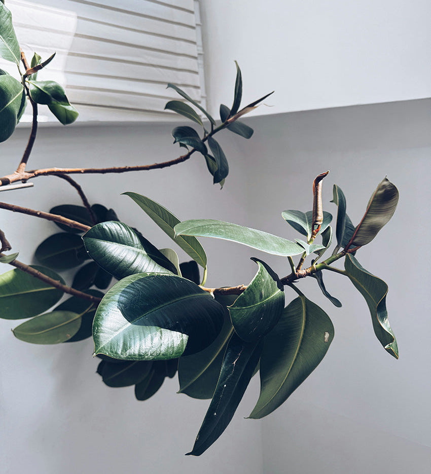 Learn About: Rubber Plant | Ficus elastica