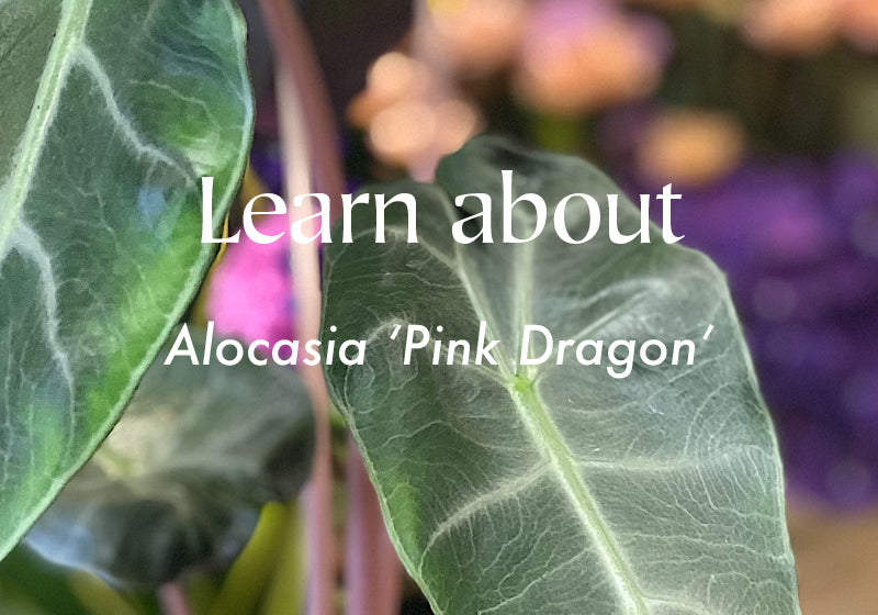 Alocasia 'Pink Dragon'