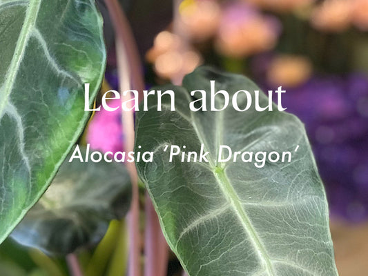 Alocasia 'Pink Dragon'