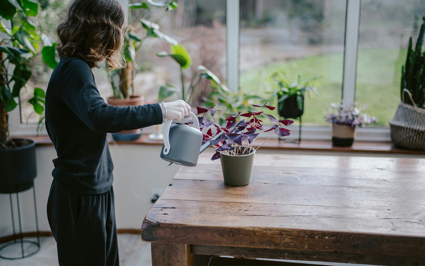 Summer Watering Guide: How to Keep Your Houseplants Happy in a Heatwave