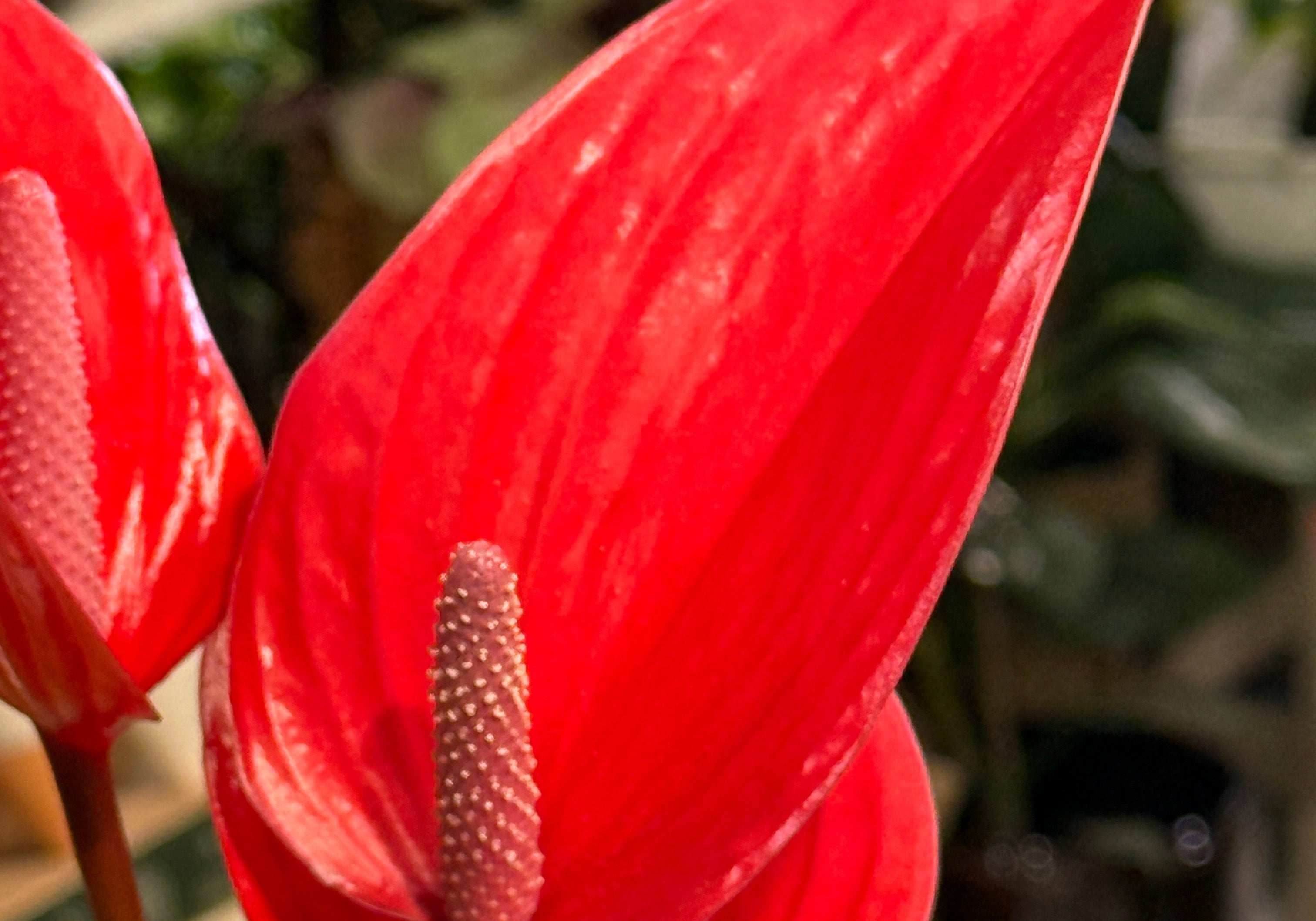 red anthurium spadix