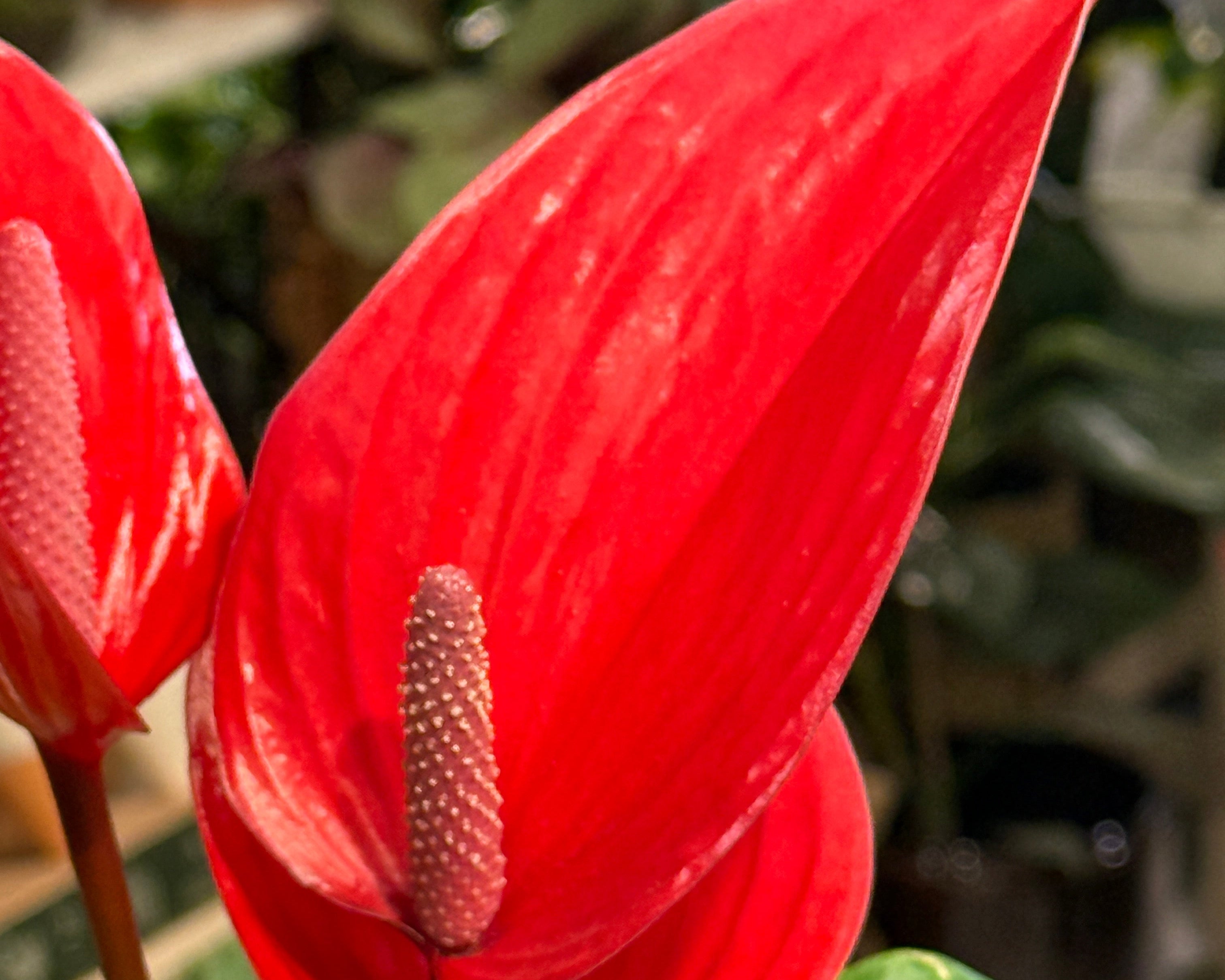 red anthurium spadix